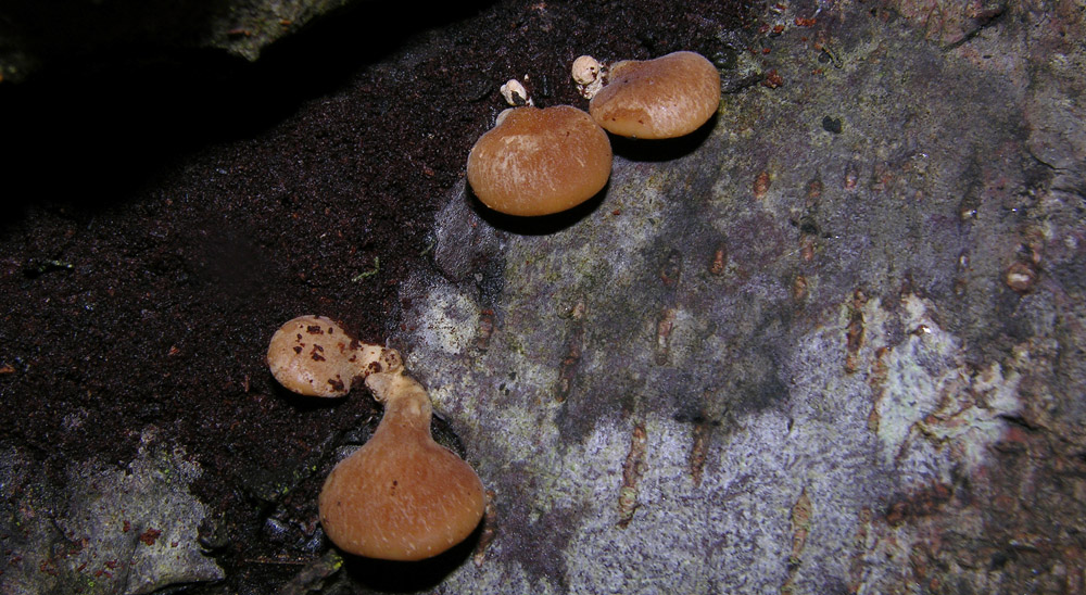 Tectella operculata (Berk. & M.A. Curtis) Earle